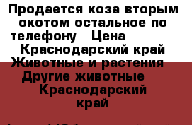 Продается коза вторым окотом остальное по телефону › Цена ­ 6 500 - Краснодарский край Животные и растения » Другие животные   . Краснодарский край